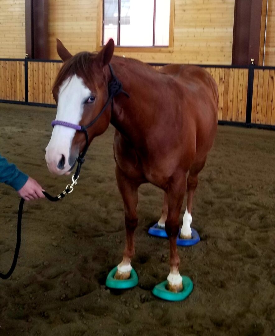 EquineRehab &Therapy