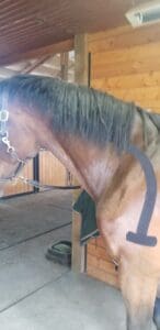 EquineRehab &Therapy